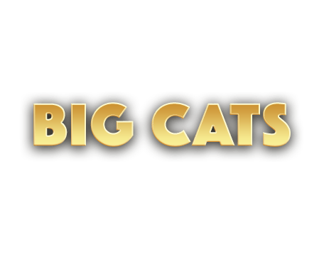 20 free spins on Big Cats slot game at Everygame Casino Classic